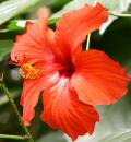 hibiscus1.jpg