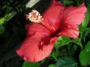 hibiscus2.jpg