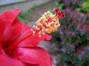 hibiscus3.jpg