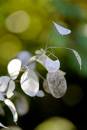 honesty_seedheads.jpg
