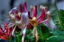 honeysuckle1J.jpg
