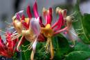 honeysuckle_hdr.jpg