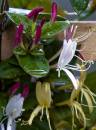honeysuckles_sml.jpg