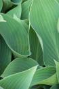 hosta.jpg