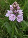 hs-orchid.jpg