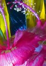 ice-flowers-2-10i.jpg