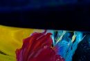 ice-flowers-2-10j.jpg