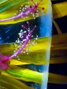 ice-flowers-2-10l.jpg