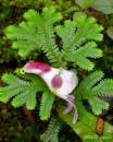 impatiens1.jpg