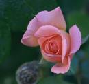 ink_rosebud_cafe_pic.jpg
