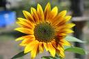 js1024_flowers_020.jpg