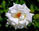 last_rose.jpg