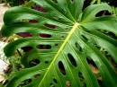 leaf3.jpg