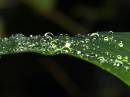 leaf_after_the_rain.jpg