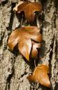leaves4.jpg