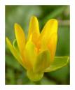 lesser_celandine_26-03-05.jpg