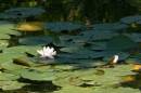 lilypond.jpg