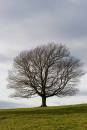 lone_tree.jpg