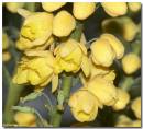 mahonia291006.jpg