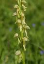 man-orchid-may-28-2006-2.jpg