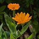 marigold2.jpg