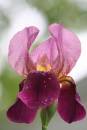 mini-flower1.JPG