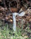 mushroom081008009.jpg