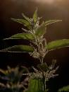 nettle.jpg