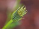 opening_bud.jpg