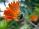 orange_1_resize.jpg