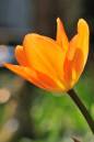 orangetulip01upload.jpg