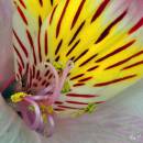 orchid21.jpg
