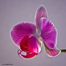 orchidA.jpg
