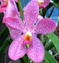 orchid_2.JPG