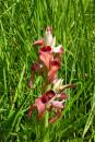 orchidea_tif.jpg