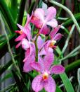 orchids_1.JPG