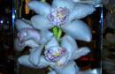 orchids_under_water.jpg