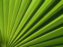 palm_leaf_r.jpg