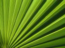 /gallery/data/505/thumbs/palm_leaf_r.jpg