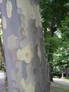 paper_bark_maple.jpg