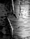 peeling_wallpaper1.jpg