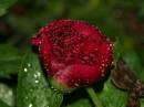 peony_after_the_rain.jpg