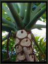 philodendron_1.jpg
