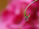 pink_flower_1resize.jpg
