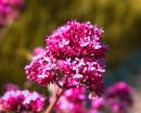 pink_flower_at_dover_castle.jpg