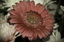 pink_flower_close_up_Large_.JPG