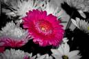 pink_flower_edit_Large_.JPG