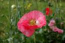 pink_poppy_2.jpg