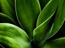 plant2.jpg