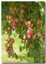 plums250807-005_copy.jpg